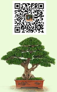 株洲云龍示范區(qū)綠光苗圃_造型羅漢松批發(fā)_株洲造型五針?biāo)蒧黑松