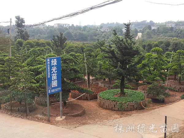 造型羅漢松1
