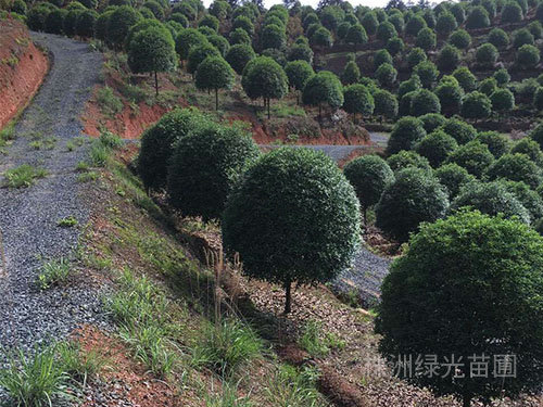 桂花樹