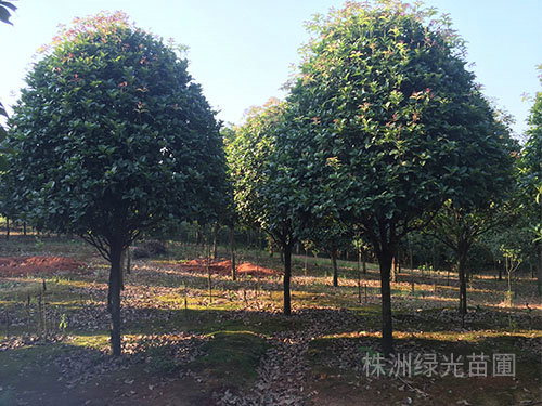 桂花樹