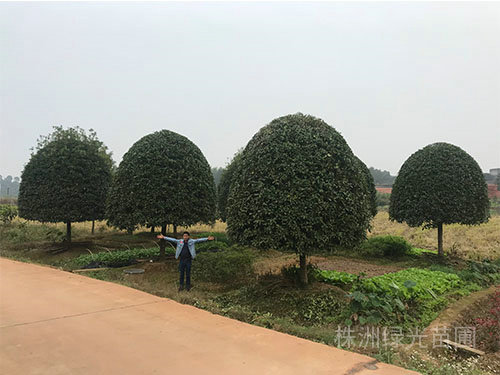 桂花樹