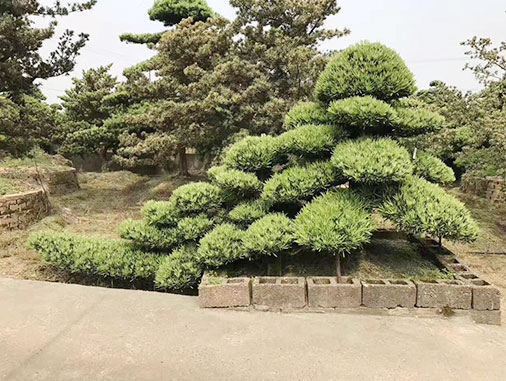 苗木新聞