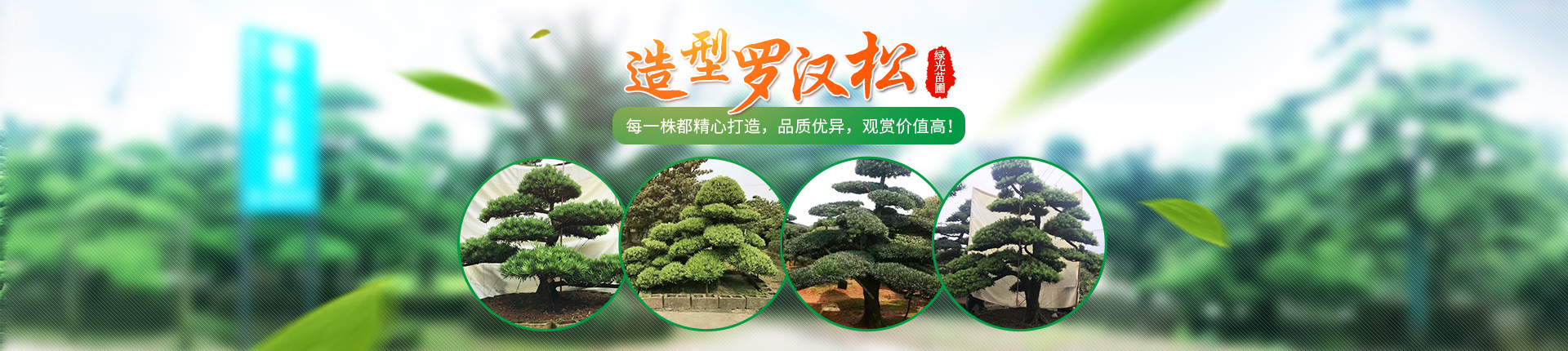 株洲云龍示范區(qū)綠光苗圃_造型羅漢松批發(fā)_株洲造型五針?biāo)蒧黑松