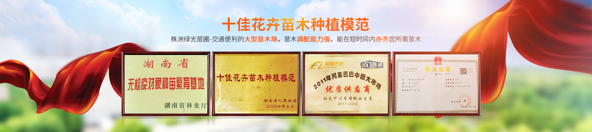株洲云龍示范區(qū)綠光苗圃_造型羅漢松批發(fā)_株洲造型五針?biāo)蒧黑松