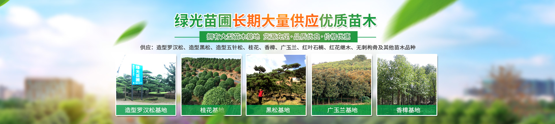 株洲云龍示范區(qū)綠光苗圃_造型羅漢松批發(fā)_株洲造型五針?biāo)蒧黑松
